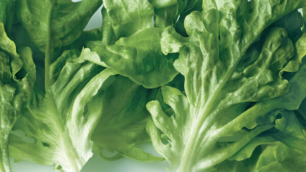 ActiveSmart&trade; Foodcare